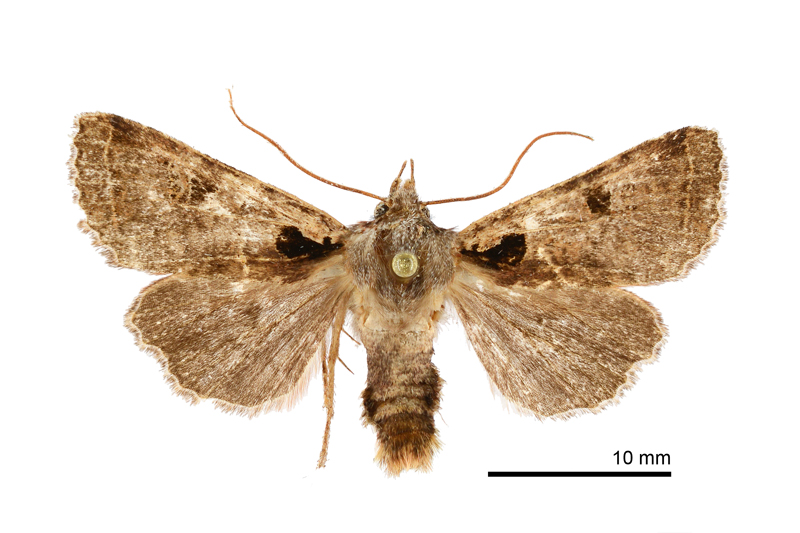 Rhynchaglaea terngjyi Female